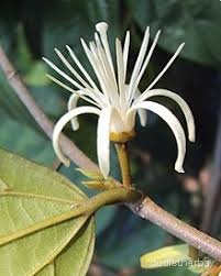 Alangium lamarckii flower4.jpg